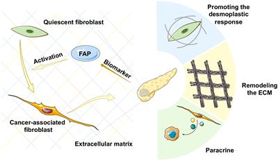 Fibroblast activation protein-based theranostics in pancreatic cancer